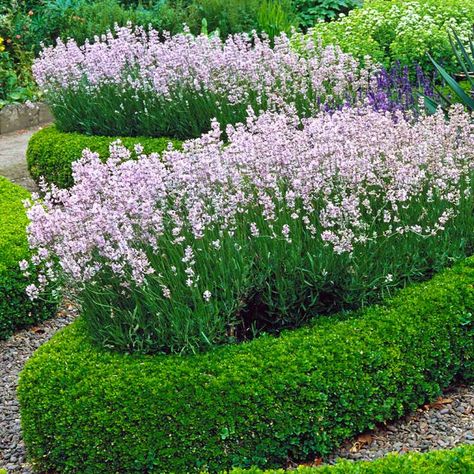 Boxwood Landscaping Front Yard, Boxwood Shrub, Front Yard Curb Appeal, Boxwood Shrubs, Plant Beds, English Boxwood, Boxwood Landscaping, Parterre Garden, Buxus Sempervirens