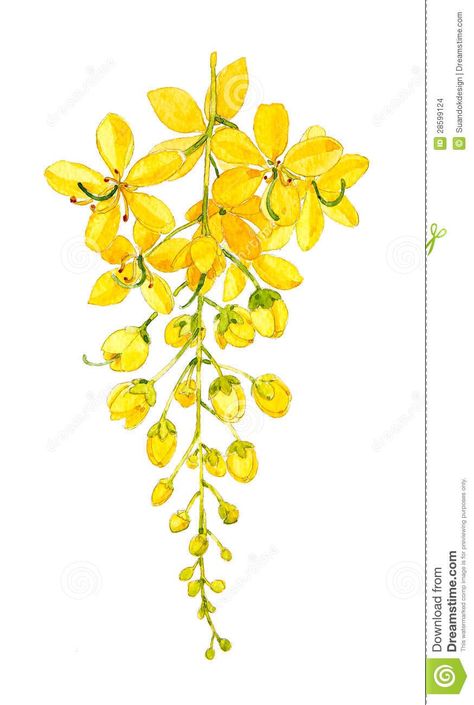 Laburnum Tree Painting, Bougainvillea Flower Watercolor, Laburnum Tree Drawing, Golden Flower Painting, Thailand Flower Tattoo, Flower Tree Drawing, Thailand National Flower, Thailand Flowers, Watercolor Tattoo Tree