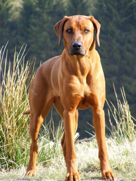 Rhodesian Ridgeback Large Muscular Dog Breed Puppy Rodisian Ridgeback, Ridgeback Dog, Rhodesian Ridgeback Dog, Running Partner, Akc Breeds, Lion Dog, Guard Dog, Rhodesian Ridgeback, Large Dog Breeds