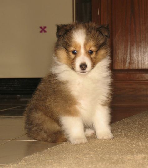 Miniature Collie, Sheltie Puppies, Miniature Dog Breeds, Shetland Sheepdog Blue Merle, Sheltie Puppy, Shetland Sheepdog Puppies, Sheep Dogs, Miniature Dog, Sheltie Dogs