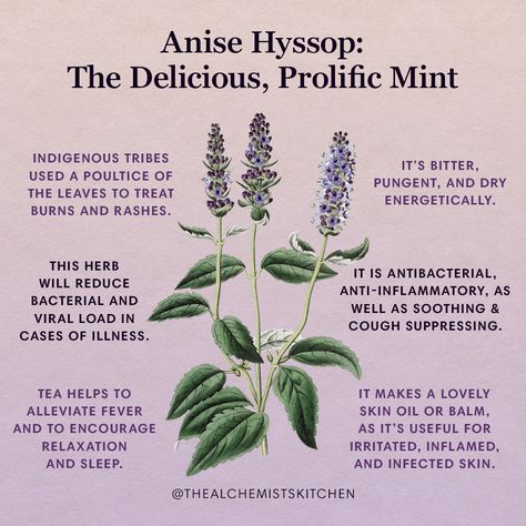 Anise Hyssop (Agastache foeniculum) is a delight to the senses; its purple flowers, fragrant scent, and sweet-yet-spicy anise/licorice flavor make this herb a treat to know and to grow. Anise Hyssop Tea, Anise Hyssop Plants, Hyssop Benefits, Agastache Foeniculum, Anise Hyssop, Medicinal Herbs Garden, Magickal Herbs, Witch Herbs, Medical Herbs