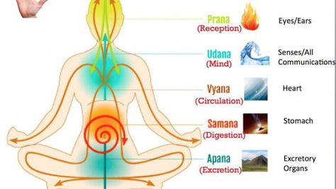 Prana and Apana and other vital energies of your body Ashtanga Yoga Poses, Ancient Yogi, Manipura Chakra, Anahata Chakra, Yoga Poster, Yoga Philosophy, Chakra Yoga, Life Force Energy, Yoga Therapy