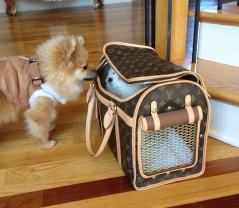 Dog Friendly Stores, Small Dog Crate, Airline Pet Carrier, Pet Bag, Blue Merle, Pomeranian Dog, Pet Stuff, Dog Carrier, Free Products