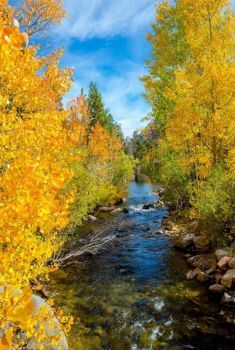 1750 (150 pieces) Light Unto My Path, Mammoth Lakes California, Landscape Inspiration, Mammoth Lakes, Good Morning Image Quotes, Aspen Trees, Autumn Aesthetic, Fall Foliage, Outdoor Photography