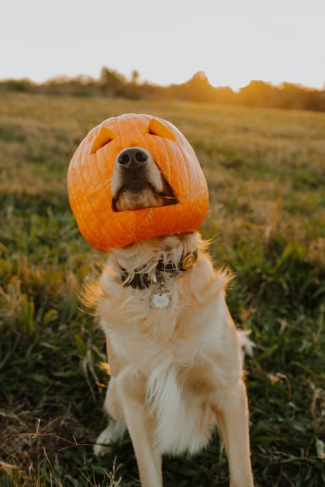 Trick Or Treating, A Dog, Pumpkins, Pet, Halloween, On Instagram, Instagram