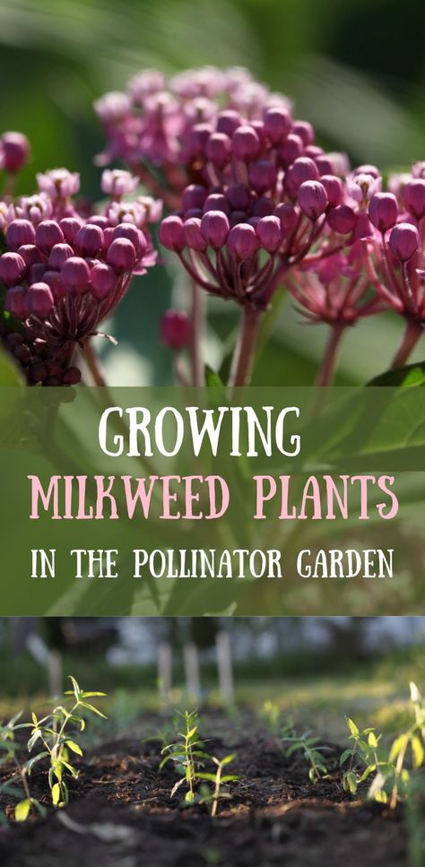 two pictures, one of milkweed flowers, and one of milkweed plants planted in the flower garden Milkweed Garden Design, Growing Milkweed, Milkweed Garden, Herbal Tea Garden, Butterfly Habitat, Milkweed Plant, Diy Garden Bed, Plant Problems, Monarch Butterflies