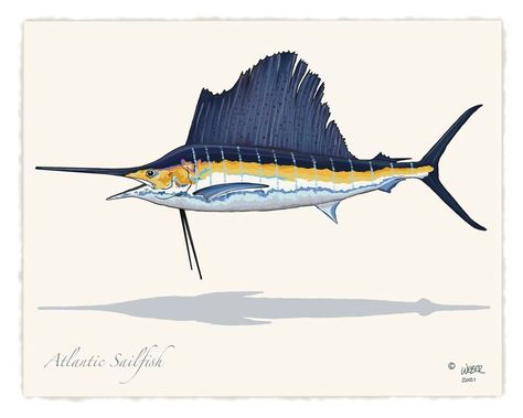 Atlantic Sailfish Fishing Print. Artist proof prints using archival ink on 100% cotton, acid free, heavy fine art museum quality papers. Sailfish Fish Print. Select Size Option: 8"x10" or 11"x14". Select Paper Print or Black Framed Print. Pelagic Fish, Deep Sea Fish, Largemouth Bass Fishing, Surf Stickers, Fish Artwork, Blue Marlin, Fish Wallpaper, Deep Sea Fishing, Rainbow Trout