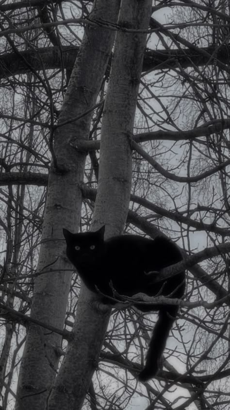 I just found this cat on a tree so .. A Black Cat, A Black, Black Cat, Black