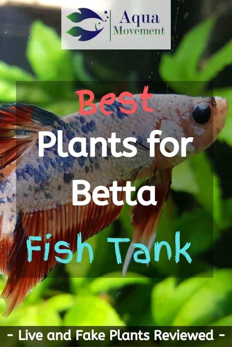 Freshwater Aquascape, Planted Betta Tank, Betta Tanks, Betta Care, Betta Aquarium, Tropical Freshwater Fish, Betta Fish Care, Betta Tank, Betta Fish Tank