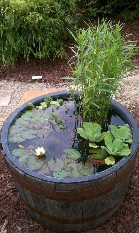 Tanaman Air, Mini Pond, Container Water Gardens, Backyard Ponds, Taman Air, Garden Water Feature, Fountains Backyard, Pond Landscaping, Backyard Water Feature