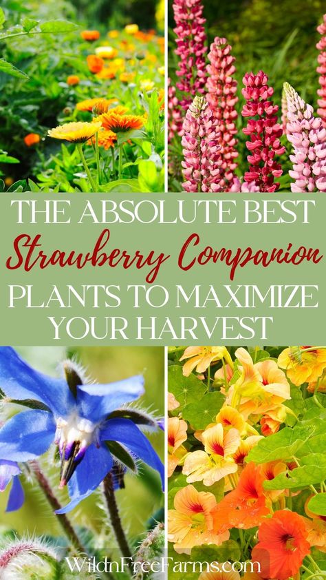 companion plants for strawberries Vegetables To Plant Together, Herbs To Grow Together, Companion Planting Herbs, Herbs To Plant Together, Companion Herbs, Herb Planting, Strawberry Growing, Strawberry Companion Plants, Herbs To Plant