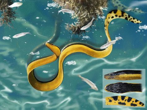 312 Stuart Snake Turtle, Sea Snake, Yellow Sea, Snake Venom, Reptile Snakes, Reptiles And Amphibians, The Animals, Sea Animals, In Spanish