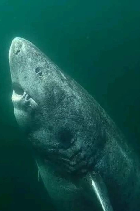 Below is a 397-year-old Greenland Shark, the oldest living vertebrate, roaming the Arctic Ocean since 1627. 🦈🌍 Credit: Julius Nielsen Eldritch Dragon, Dragon Reference, Greenland Shark, Reference Board, Arctic Ocean, Sea Dweller, Unusual Animals, North Sea, Deep Sea