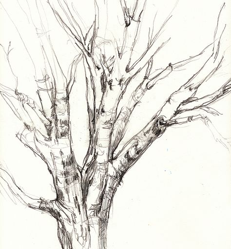 Fast Drawing, Diy Drawing, Japanese Tree, Pencil Sketch Drawing, Simple Tree, Japanese Maple Tree, Contour Drawing, Japanese Maple, Maple Tree