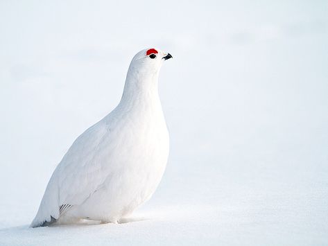 Willow grouse (willow ptarmigan) in Winter. www.thenaturefan.com Ptarmigan Bird, Willow Schnee, Snow Petrel, Rock Ptarmigan, Snowflake Bobwhite Quail, Willow Ptarmigan Bird, Willow Ptarmigan, Wild Chicken, Snow Birds