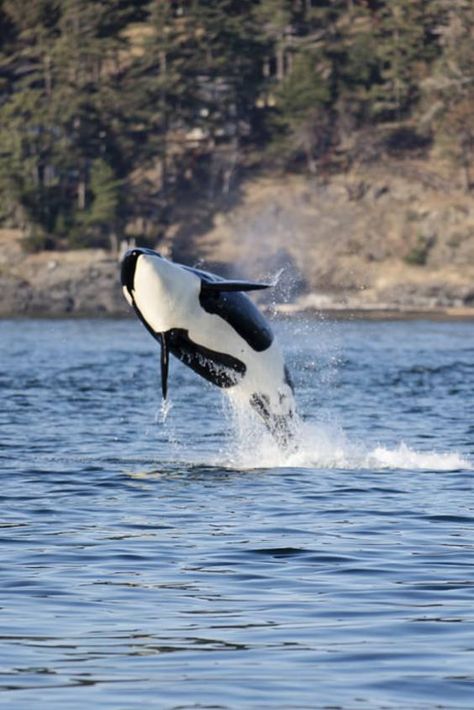 Check out "Whale Watching" in Seattle Seattle Whale Watching, Pnw Vacation, Seattle Hiking, Pnw Vibes, Pnw Trip, Seattle Vacation, Minke Whale, Deception Pass, Washington State Travel