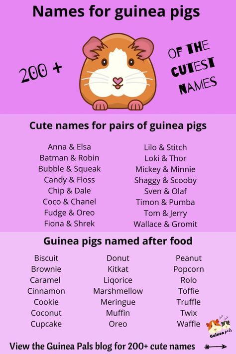 Guinea Pig Names Male, Guinea Pig Names Girl, Guinea Pig Care Chart, Guinea Pig Ideas, Guinea Pig Cage Ideas Diy, Cute Guinea Pig Cage Ideas, Guinea Pig Names, Guinea Pig Food List, Guinea Pig Cage Ideas