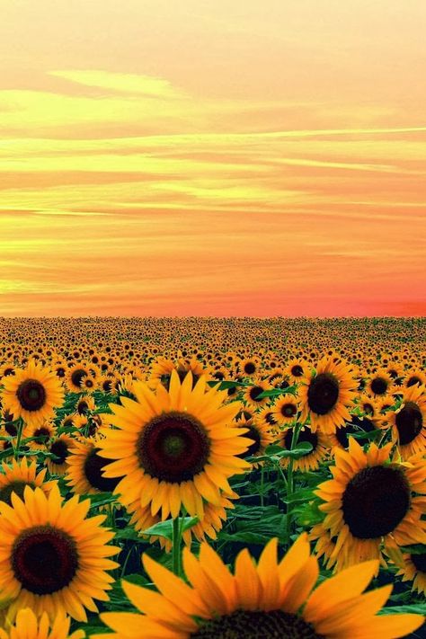 Weekend Quotes, Sunflower Field, Sticker Ideas, Sunflower Fields, Flower Field, Ponds, Nature Scenes, Love Flowers, 그림 그리기