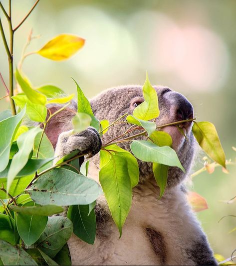 Koala Photography, Koala Tattoo, Gopro Photos, Aperture Photography, Koala Bears, Koala Baby, Eucalyptus Leaves, 5 Pounds, Dog Photography