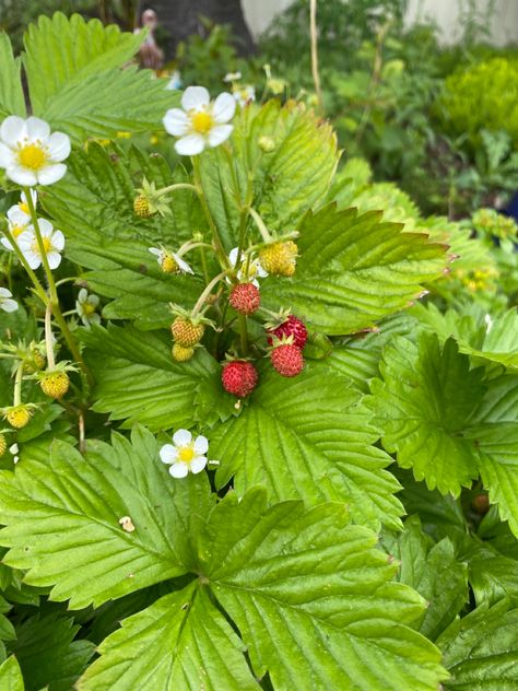 bothell, washington 06/19/22 #strawberry #strawberryplant #strawberryblossoms #ediblegarden #gardenideas Bothell Washington, Strawberry Vine, Strawberry Bush, Strawberry Plants, Edible Garden, Strawberries, Vines, Washington, Blossom