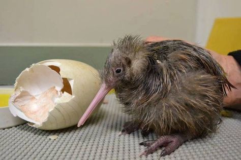 Newly hatched Kiwi Baby Kiwi, Kiwi Birds, Aussie Animals, Kiwi Bird, Worlds Finest, Flightless Bird, Bird Eggs, Interesting Animals, Animal Antics