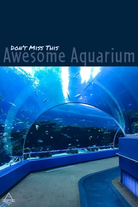 Who knew such an awesome aquarium was located in Atlanta, Georgia?This is one attraction your family will LOVE! Find out more! The Georgia Aquarium - TRIPS TIPS and TEES Aquarium Atlanta, Atlanta Aquarium, Aquarium Photography, Atlanta Travel, Atlanta City, Downtown Atlanta, World Of Coca Cola, Georgia Aquarium, Georgia Travel