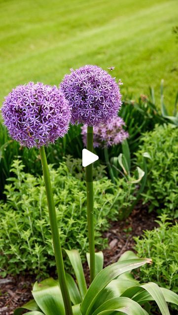 Allium Globemaster Landscape Design, Gladiator Allium Garden, Alium Flower Border, Allium Companion Plants, Allium Flowers Landscaping, Allium Gladiator, Kaleb Wyse, Allium Globemaster, Allium Garden