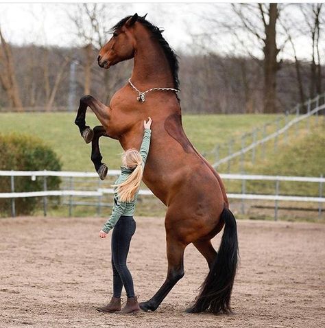 Liberty training of horses Most Beautiful Horses, Majestic Horse, All The Pretty Horses, Equestrian Life, Equine Photography, Cute Horses, Horse Life, Horse Training, Horse Photos