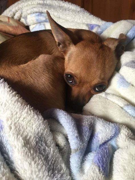 Miniature Pinscher Puppy, Rat Dog, Baby Chihuahua, Really Cute Puppies, Baby Animals Pictures, Cute Chihuahua, Puppy Face, Chihuahua Love