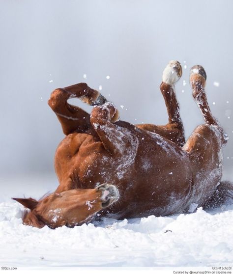 Horses In Snow, Beautiful Horse Pictures, Horse Aesthetic, Work Horses, Majestic Horse, Brown Horse, All The Pretty Horses, Cute Horses, Horse Photos