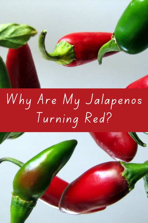 Roasted Red Jalapeno Hot Sauce, When To Pick Jalapeno Peppers, Canning Whole Jalapeno Peppers, Red Jalapenos, Canning Jalapeno Peppers Water Bath, Jalapeno Plant, Green Jalapeno, Canned Jalapenos, Red Jalapeno