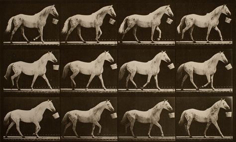 Sequence Photography, Horse Walking, Louis Daguerre, Walking Animation, Eadweard Muybridge, Google Art Project, Horse Anatomy, Old Photography, Grey Horse