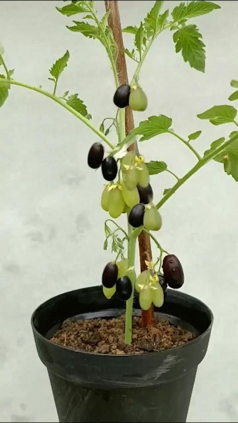 Usa Cookies, Fruit Planting, Tomato Tree, Grow Grapes, Grape Plant, Grafting Plants, Small Vegetable Gardens, Vegetable Garden Planning, Vegetable Garden Diy