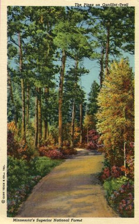 Minnesota Postcard: "The Pines in Gunflint Trail - Minnesota's Superior National Forest." Boundary Waters, Country Lane, Antique Postcards, Duluth Minnesota, Vintage Cabin, North Country, The Pines, Antique Postcard, Scenic Drive