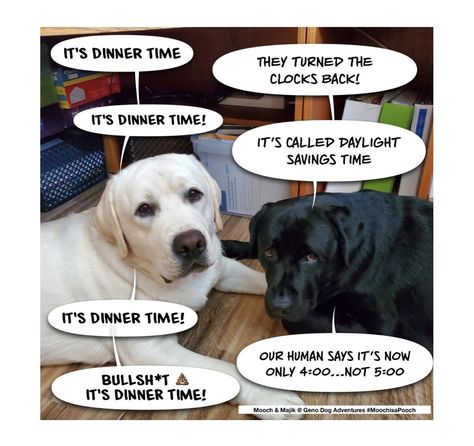 Daylight Savings Time dinner food clock dog joke humor funny meme Daylight Savings Time Humor, Alpha Dog, Dog Jokes, Love Puns, Corny Jokes, Lab Dogs, Daylight Savings, Dog Adventure, Daylight Savings Time