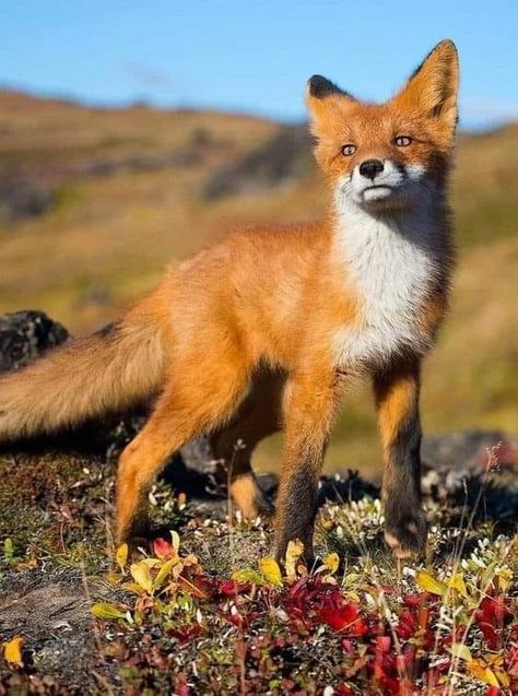 Fox lover | If you love this photo say yes fox | Facebook Fox Drawing Sketches, Fox Tattoo Design, Fox Stuffed Animal, Wild Animals Photography, Fox Images, Fox Drawing, Bear Paintings, Fox Pictures, Fox Lover