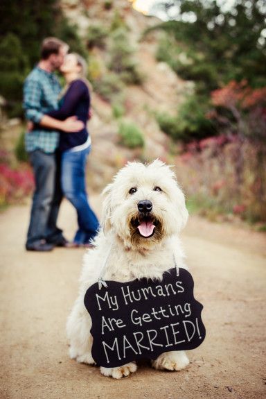 Save The Date Dog Ideas, Dog Engagement Pictures Signs, Save The Date With Dogs Ideas, Engagement Photo Sign Ideas, Engagement Signs For Pictures, Save The Date Sign, Save The Date Ideas With Dog, Save The Date Photo Ideas With Dog, Save The Date Dog Photo Ideas