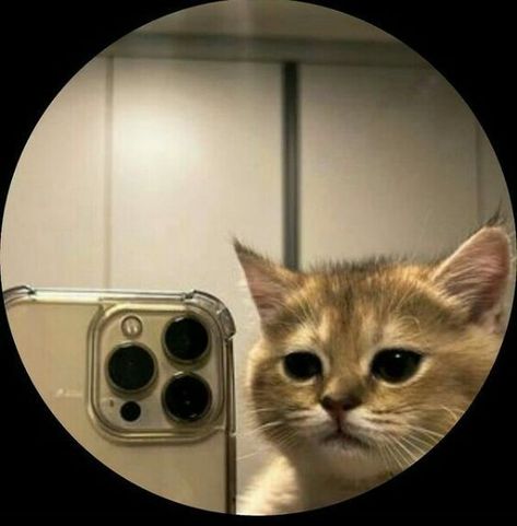 sirve para foto de perfil 👍 Instagram Profile Pic, Cat Profile, Whatsapp Profile Picture, Image Swag, Photos For Profile Picture, Profile Pictures Instagram, Cute Cats Photos, Insta Profile Pic, Cat Icon