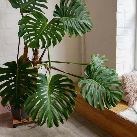 PRICES MAY VARY. Monstera Deliciosa Live Plant 5 To 6 Inches Tall Rooted, Indoor Plant For Ornament Monstera Deliciosa Live Plant 5 To 6 Inches Tall Rooted, Indoor Plant For Ornament Indoor Tropical Plants, Monstera Plants, Cheese Plant, Floor Plants, Indoor Plant Care, Monstera Plant, Monstera Deliciosa, Plant Lighting, Tall Plants