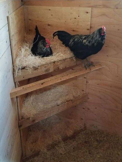 #chickencoop #backyardchickens #nestingboxes #cornernestingboxes #hens #diynestingboxes Nesting Box Ideas, Chicken Coop Designs Diy, Chicken Coop Ideas, Chicken Roost, Chicken Flock, Cute Chicken Coops, Chicken Coop Garden, Chicken Shed, Chicken Pen