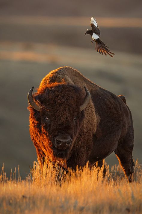 Winning wildlife images Canadian Wildlife Photography, Uk Wildlife, Wildlife Images, Canadian Animals, Animal Photography Wildlife, Trumpeter Swan, Instagram Mobile, North American Wildlife, Canadian Wildlife