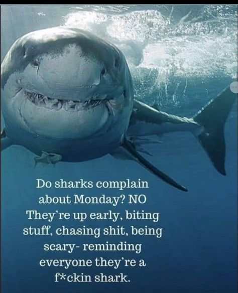 Silly Shark, Blank Checklist, Silly Sharks, Future Marine, Monday Inspirational Quotes, Save The Sharks, College Ruled Notebook, Shark Facts, Shark Bait