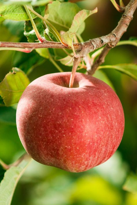 See how our apples are grown, and how they make it to your grocery store. Apple Fruit Photography, Drawing Of An Apple, Storing Apples, Apple On Tree, Apple Pictures, Apple Asethic Fruit, Fall Apples Photography, Fruits Photography, Fruits And Vegetables Images