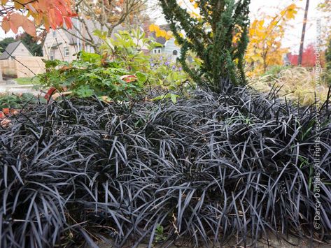 Ophiopogon planiscapus 'Nigrescens' Raised Garden Bed Pallet, Black Mondo, Black Plants, Black Mondo Grass, Edging Plants, Black Grass, Ghost Plant, Black Beard, Lawn Alternatives