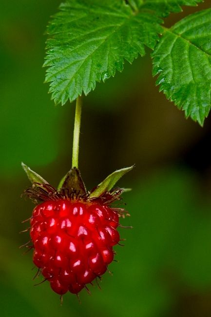 Salmon berry, also comes in an orange gold. Salmon Berry, Oregon Living, Spring Red, Beautiful Fruits, Home Decor Aesthetic, Exotic Fruit, Fresh Fruits And Vegetables, Green Copper, Fruit Art