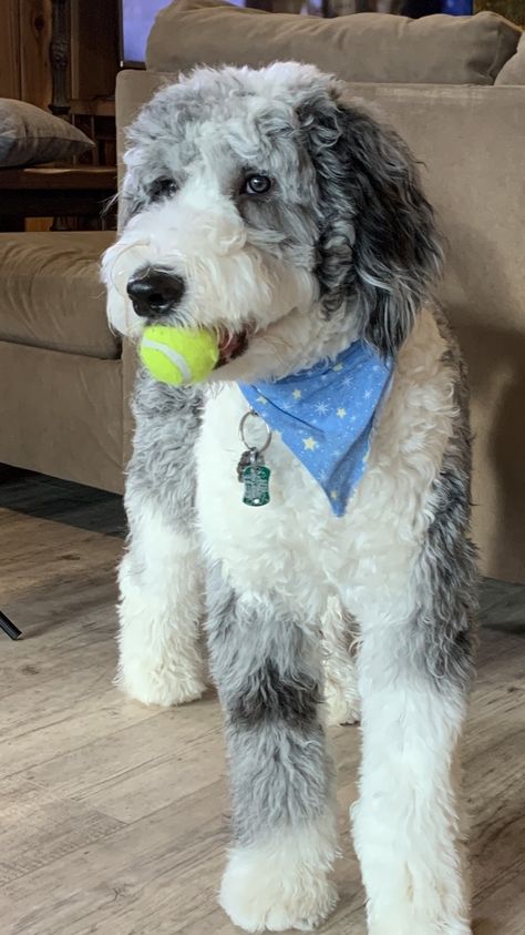 Haircuts For Aussiedoodle, Aussiedoodle Teddy Bear Haircut, Bernedoodle Summer Cut, Irish Doodle Haircut Styles, Sheepadoodle Haircut Styles, Teddy Bear Doodle Haircut, Aussie Doodle Haircut Styles, Bernadoodle Haircuts, Aussiedoodle Haircut Styles