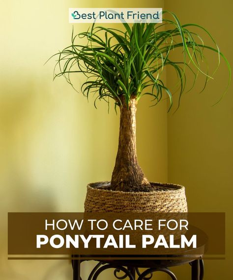 Ponytail Stump Palm is actually not a palm but a succulent species belonging to the Asparagaceae family 💡 #plants #plantsmakepeoplehappy #indoorplants #plantsplantsplants #houseplant #houseplants #houseplantclub #houseplantlove #houseplantsmakemehappy #houseplantjournal #houseplantplantclub #houseplantdiary #houseplantsclub #houseplantaddict #houseplantlover #houseplantopia #houseplantslover #houseplantlovers #houseplanthome #houseplanthoarder #bestplantfriend #house_plant_community #planttips Ponytail Palm Care, Ponytail Palm, Succulent Species, Plant Care Guide, Plant Journal, Soil Layers, Porous Materials, Ceramic Pots, Yellow Leaves