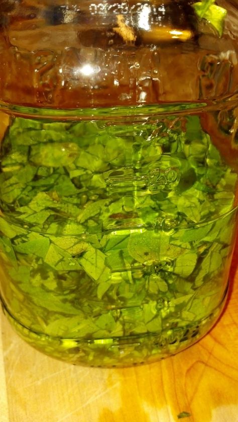 Basil Remedies, Holistic Plants, Basil Tincture, Uses For Basil, Fresh Basil Recipes, Medicine Container, Blow Fish, Herb Tinctures, Tinctures Recipes