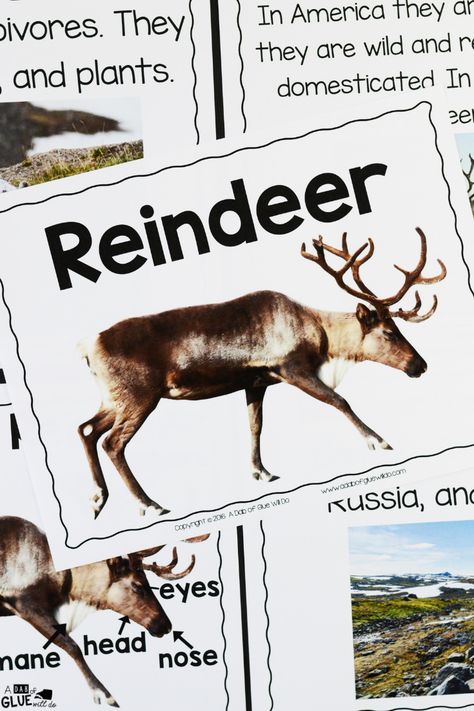 Reindeer Science Activities, Reindeer Unit Kindergarten, Reindeer Science Preschool, Reindeer Facts For Kids, Reindeer Activities For Preschool, Reindeer Lesson Plans Preschool, Reindeer Activities For Kids, Reindeer Activities For Kindergarten, Reindeer Preschool Activities