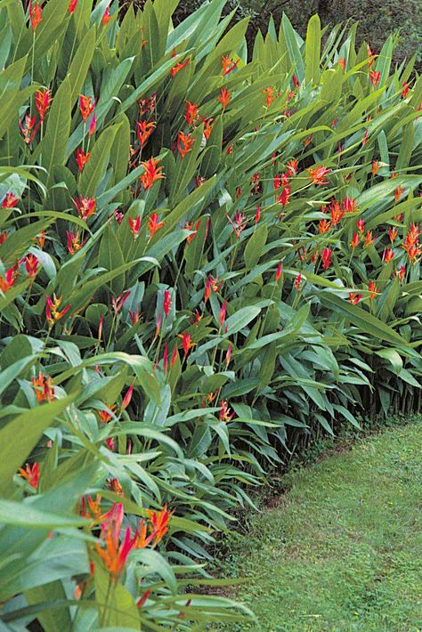 A hedge of ornamental ginger produces colorful spikes of clustered blooms continuously under tropical and sub-tropical conditions. In cooler climates, grow ginger during warm months in containers that may be moved indoors during fall, winter, and early spring. Air and soil temperatures must remain above 60°F (16°C) for flowers to develop, bud, and bloom. Copyright ©2004 by Dolezal & Associates. All Rights Reserved. grownbyyou.com Garden Ideas Tropical, Ginger Plant Flower, Garden Jungle, Tropical Gardening, Beach House Garden, Hawaiian Gardens, Balinese Garden, Tropical Landscape Design, Narrow Garden